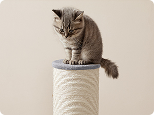 Katzenkratzbaum oder Kletterstange, umwickelt mit natürlichem Sisalseil, wobei die graue Katze mit der Struktur interagiert